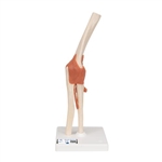 3B Scientific Functional Human Elbow Joint Model with Ligaments & Marked Cartilage - 3B Smart Anatomy