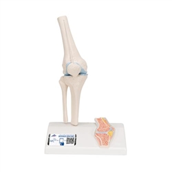 3B Scientific Mini Human Knee Joint Model with Cross Section - 3B Smart Anatomy