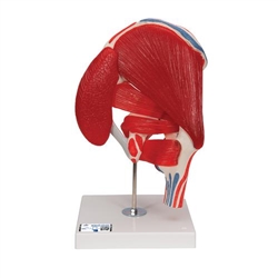 3B Scientific Human Hip Joint Model with Removable Muscles, 7 Part - 3B Smart Anatomy