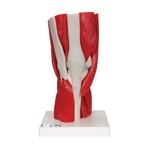 3B Scientific Human Knee Joint Model with Removable Muscles, 12 Part - 3B Smart Anatomy