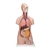 3B Scientific Classic Unisex Human Torso Model, 12 part - 3B Smart Anatomy