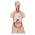 3B Scientific Classic Unisex Human Torso Model with Open Back, 21 Part - 3B Smart Anatomy