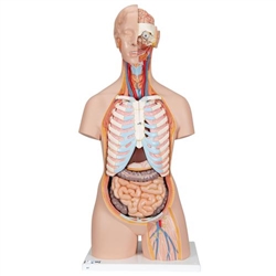 3B Scientific Classic Unisex Human Torso Model with Open Back, 21 Part - 3B Smart Anatomy