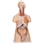 3B Scientific Deluxe Dual Sex Human Torso Model, 24 Part - 3B Smart Anatomy