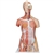 3B Scientific Deluxe Dual Sex Human Muscle Torso Model, 31 Part - 3B Smart Anatomy