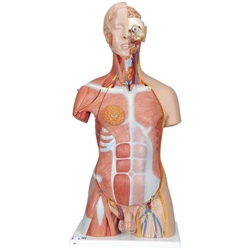 3B Scientific Deluxe Dual Sex Human Muscle Torso Model, 31 Part - 3B Smart Anatomy