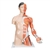 3B Scientific Life - Size Asian Dual Sex Human Torso Model with Muscular Arm, 33 Part - 3B Smart Anatomy