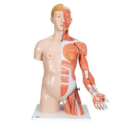 3B Scientific Life - Size Dual Sex Human Torso Model with Muscle Arm, 33 Part - 3B Smart Anatomy