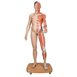 3B Scientific Life - Size Dual Sex Asian Human Figure, Half Side with Muscles, 39 Part - 3B Smart Anatomy