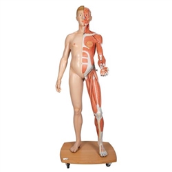 3B Scientific Life - Size Dual Sex Human Figure, Half Side with Muscles, 39 Part - 3B Smart Anatomy