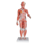 3B Scientific 1/2 Life - Size Complete Human Female Muscle Figure, without Internal Organs, 21 Part - 3B Smart Anatomy