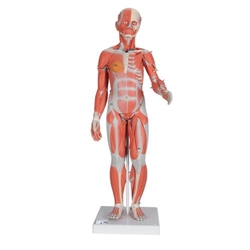 3B Scientific 1/2 Life - Size Complete Human Female Muscle Figure, without Internal Organs, 21 Part - 3B Smart Anatomy