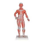 3B Scientific 1/3 Life - Size Human Muscle Figure, 2 Part - 3B Smart Anatomy