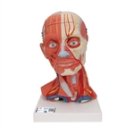 3B Scientific Head and Neck Musculature Model, 5 Part - 3B Smart Anatomy