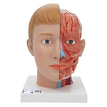 3B Scientific Human Head Model with Neck, 4 Part - 3B Smart Anatomy