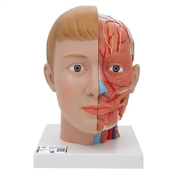 3B Scientific Human Head Model with Neck, 4 Part - 3B Smart Anatomy