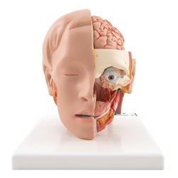 3B Scientific Human Head Model, 6 Part - 3B Smart Anatomy