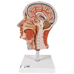 3B Scientific Half Head Model with Neck, Muscles, Blodd Vessels & Nerve Branches - 3B Smart Anatomy