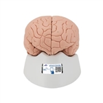 3B Scientific Human Brain Model, 2 part - 3B Smart Anatomy