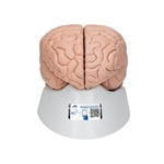 3B Scientific Human Brain Model, 8 Part - 3B Smart Anatomy