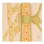 3B Scientific Myelin Sheaths of the CNS