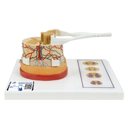 3B Scientific Human Spinal Cord Model, 5 Times Life - Size - 3B Smart Anatomy