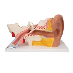 3B Scientific Human Ear Model, 3 times Life - Size, 4 part - 3B Smart Anatomy
