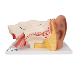 3B Scientific Human Ear Model, 3 times Life - Size, 6 Part - 3B Smart Anatomy