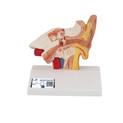 3B Scientific Human Ear Model for Desktop, 1.5 Times Life - Size - 3B Smart Anatomy