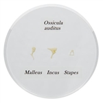 3B Scientific Ossicle Model - Life size