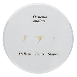 3B Scientific Ossicle Model - Life size