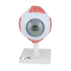 3B Scientific Human Eye Model, 5 times Full-Size, 6 part - 3B Smart Anatomy