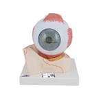 3B Scientific Human Eye Model, 5 Times Full - Size, 7 part - 3B Smart Anatomy