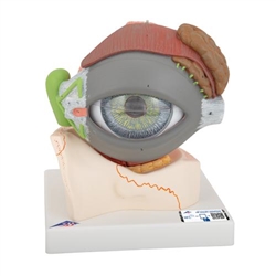 3B Scientific Human Eye Model, 5 times Full - Size, 8 part - 3B Smart Anatomy