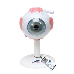 3B Scientific Human Eye Model, 3 times Full - Size, 6 Part - 3B Smart Anatomy