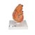 3B Scientific Classic Human Heart Model with Thymus, 3 Part - 3B Smart Anatomy