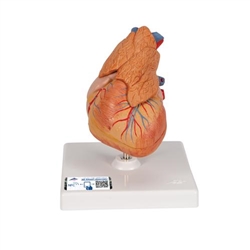 3B Scientific Classic Human Heart Model with Thymus, 3 Part - 3B Smart Anatomy