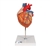 3B Scientific Human Heart Model, 2-times Life-Size, 4 Part - 3B Smart Anatomy