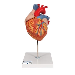 3B Scientific Human Heart Model, 2-times Life-Size, 4 Part - 3B Smart Anatomy