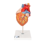 3B Scientific Human Heart Model with Esophagus and Trachea, 2 times Life-Size, 5 Part - 3B Smart Anatomy