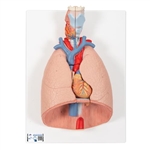 3B Scientific Human Lung Model with Larynx, 7 Part - 3B Smart Anatomy