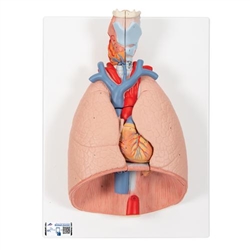 3B Scientific Human Lung Model with Larynx, 7 Part - 3B Smart Anatomy