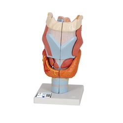 3B Scientific Human Larynx Model, 2 times Full - Size, 7 Part - 3B Smart Anatomy