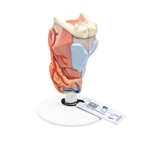 3B Scientific Human Larynx Model, 2 Part - 3B Smart Anatomy