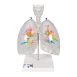 3B Scientific CT Bronchial Tree Model with Larynx & Transparent Lungs - 3B Smart Anatomy