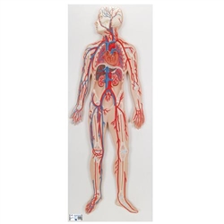 3B Scientific Human Circulatory System Model - 3B Smart Anatomy