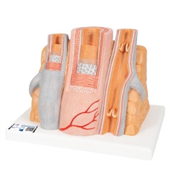3B Scientific MICROanatomy Artery & Vein Model, 14 times Enlarged - 3B Smart Anatomy