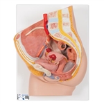 3B Scientific Female Pelvis Model in Median Section, 2 part - 3B Smart Anatomy
