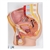 3B Scientific Male Pelvis Model in Median Section, 2 part - 3B Smart Anatomy