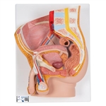 3B Scientific Male Pelvis Model in Median Section, 2 part - 3B Smart Anatomy